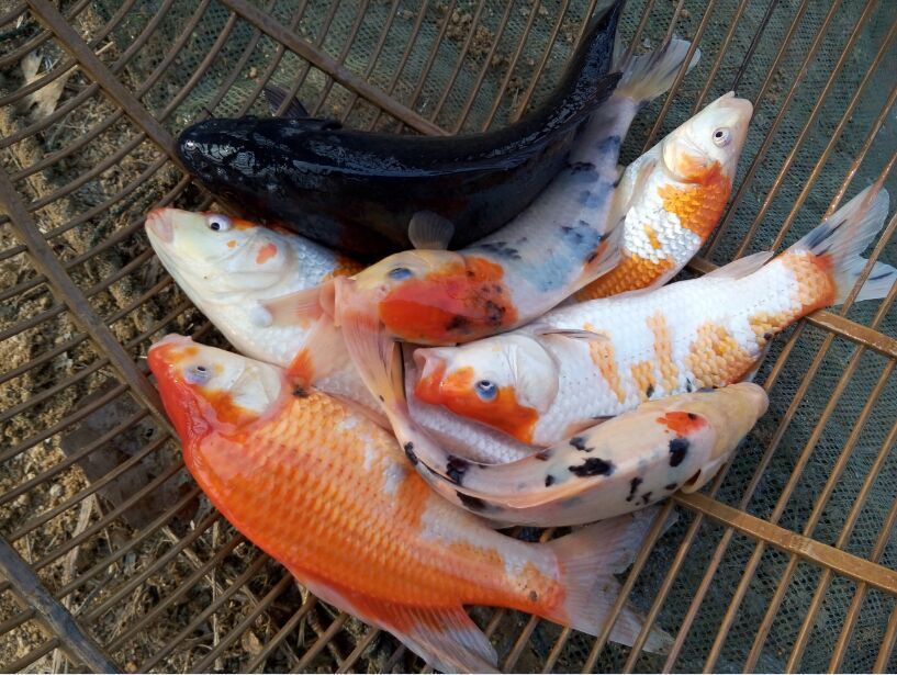 龍魚如何養(yǎng)殖方法圖解：如何成功養(yǎng)殖龍魚 水族問答 第2張