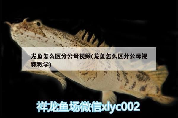 龍魚如何預(yù)防兜嘴：關(guān)于龍魚兜嘴問(wèn)題的問(wèn)題 水族問(wèn)答 第2張