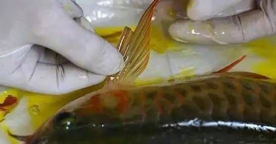 龍魚入缸不吃食：關(guān)于龍魚不吃食的問題 水族問答 第1張