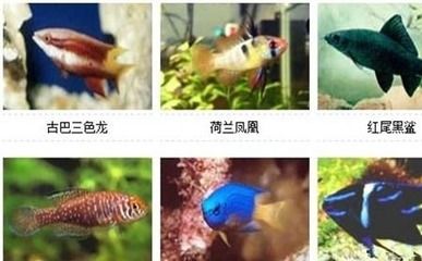 龍魚(yú)入缸不開(kāi)口怎么辦：當(dāng)龍魚(yú)進(jìn)入新缸后出現(xiàn)不開(kāi)口的問(wèn)題 水族問(wèn)答 第1張