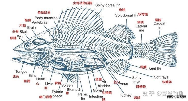 綠皮皇冠豹魚繁殖期營養(yǎng)補(bǔ)充：綠皮皇冠豹魚繁殖期喂食技巧綠皮皇冠豹魚繁殖期喂食技巧 綠皮皇冠豹魚 第2張