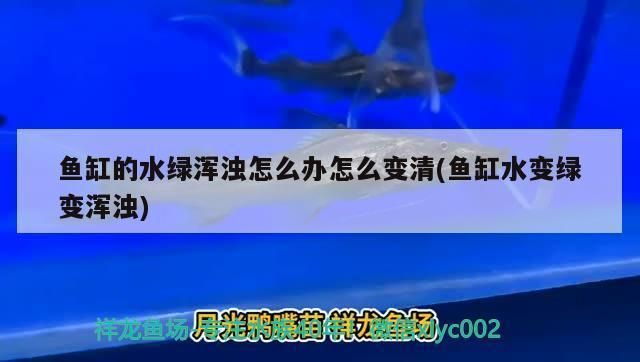 如何改善綠皮皇冠豹魚水質(zhì)：如何科學(xué)控制綠皮皇冠豹魚水質(zhì)的喂食量