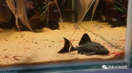 綠皮皇冠豹魚飼料喂養(yǎng)技巧：綠皮皇冠豹魚的飼料喂養(yǎng)技巧綠皮皇冠豹魚的飼料喂養(yǎng)技巧 綠皮皇冠豹魚 第5張