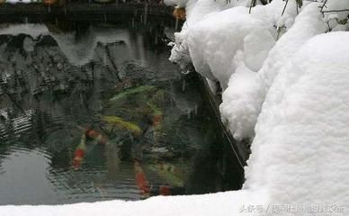 龍魚(yú)上嘴唇斷了怎么辦：龍魚(yú)上嘴唇斷裂怎么辦 水族問(wèn)答 第1張