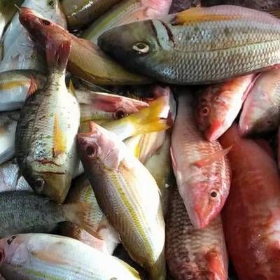 金鼓魚(yú)飼料選擇指南：自制金鼓魚(yú)飼料配方,金鼓魚(yú)飼料保存方法 非洲金鼓魚(yú) 第1張