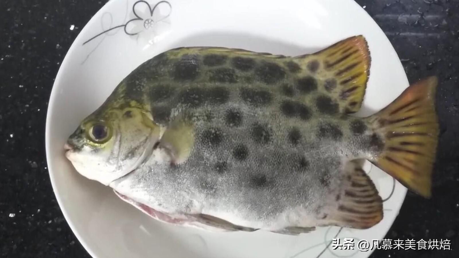 非洲金鼓魚烹飪技巧：如何挑選新鮮的非洲金鼓魚 非洲金鼓魚 第5張