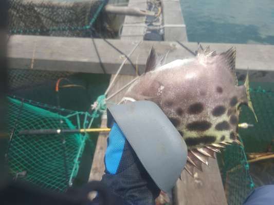 金鼓魚飼料脂肪含量標(biāo)準(zhǔn)：金鼓魚飼料中脂肪含量的測定方法 非洲金鼓魚 第2張