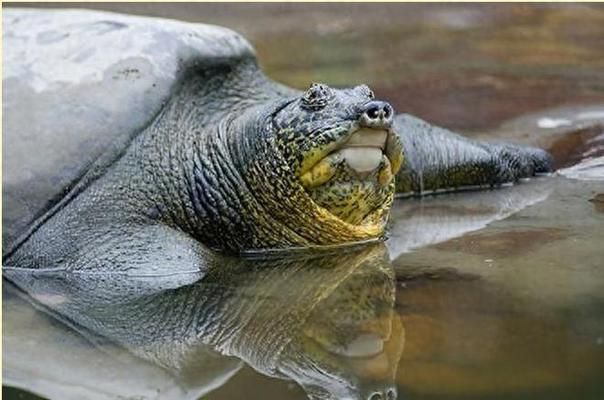 金鼓魚群居效果研究：金鼓魚的群居對繁殖的影響 非洲金鼓魚 第3張