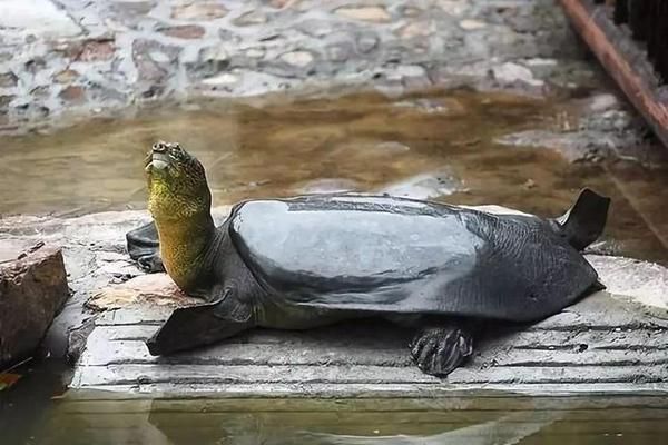 金鼓魚群居效果研究：金鼓魚的群居對繁殖的影響 非洲金鼓魚 第5張