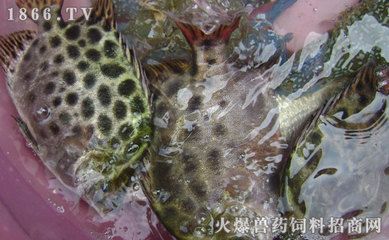 金鼓魚活餌與死餌的選擇：養(yǎng)殖金鼓魚餌料選擇 非洲金鼓魚 第4張