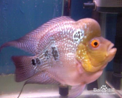 金鼓魚常見疾病及防治：如何防治金鼓魚疾病 非洲金鼓魚 第4張