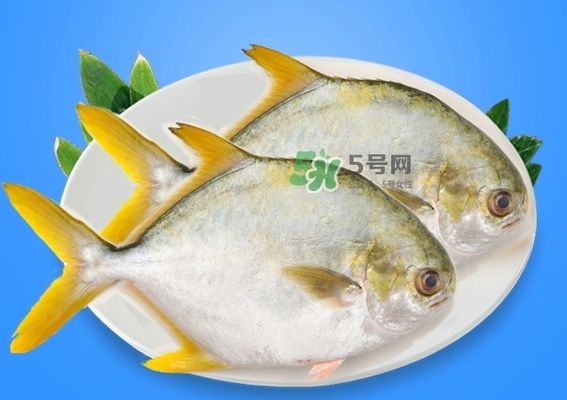 非洲金鼓魚的藥用價(jià)值：非洲金鼓魚是一種營(yíng)養(yǎng)豐富的海魚，營(yíng)養(yǎng)價(jià)值和藥用價(jià)值受關(guān)注