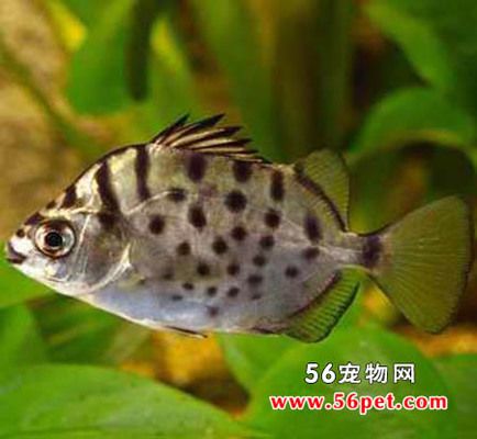 金鼓魚適宜水草種類：金鼓魚水族箱造景技巧 非洲金鼓魚 第1張