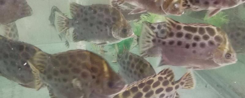 金鼓魚適宜水草種類：金鼓魚水族箱造景技巧 非洲金鼓魚 第2張