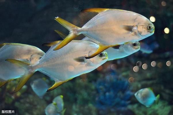 金鼓魚飼料配比建議：人工養(yǎng)殖飼料配比建議2.5-3cm以上幼魚階段 非洲金鼓魚 第1張