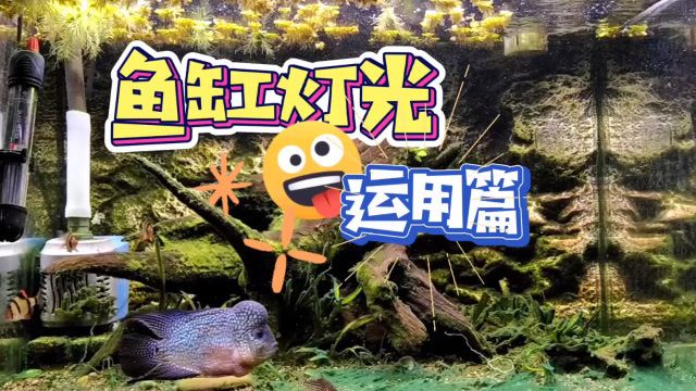 龍魚身體結(jié)構(gòu)圖解：關(guān)于龍魚的1-5句疑問句 水族問答 第1張