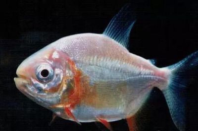 龍魚什么價位比較好養(yǎng)一點的魚：如何挑選龍魚？ 水族問答 第1張