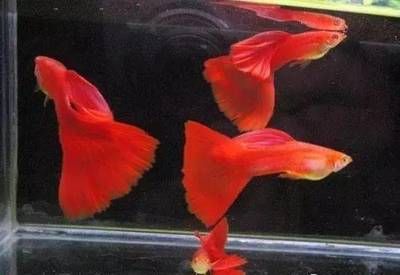 財(cái)神鸚鵡魚(yú)飼料保存方法：財(cái)神鸚鵡魚(yú)飼料保存方法，財(cái)神鸚鵡魚(yú)飼料選購(gòu)指南 財(cái)神鸚鵡魚(yú) 第2張