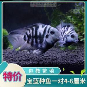 夏季財神鸚鵡魚繁殖技巧：夏季繁殖財神鸚鵡魚繁殖選種技巧詳解如何防止鸚鵡魚領地爭斗 財神鸚鵡魚 第2張