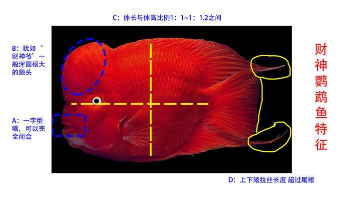 鑒別財神鸚鵡魚品種真?zhèn)危喝绾伪鎰e財神鸚鵡魚的真?zhèn)? title=