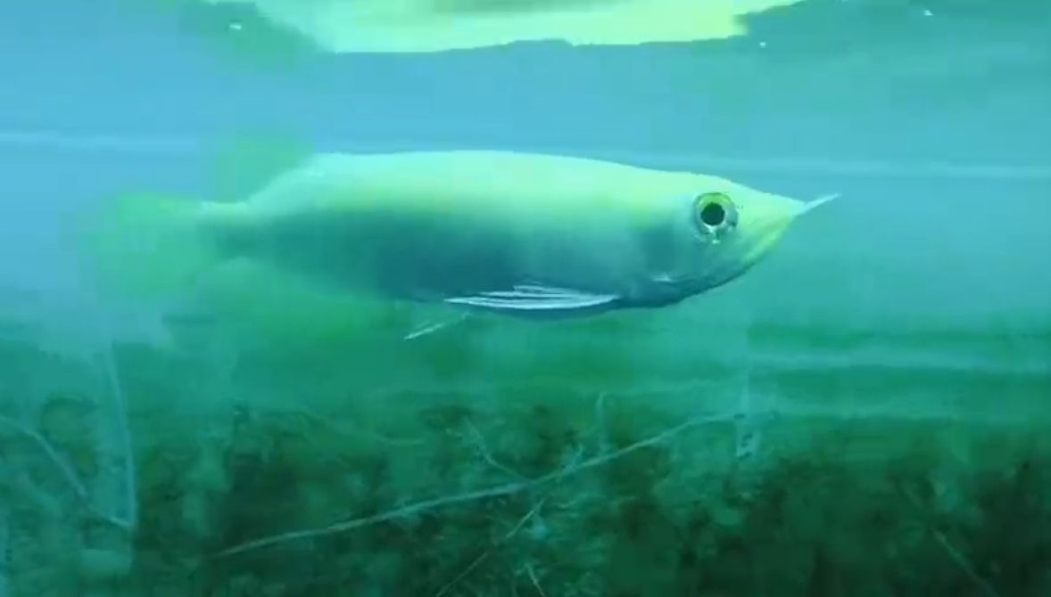 白子紅龍魚(yú)苗：水族愛(ài)好者的首選觀賞魚(yú)——白子紅龍魚(yú)苗