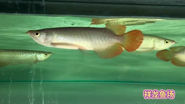 印尼小紅龍魚(yú)苗：印尼小紅龍魚(yú)