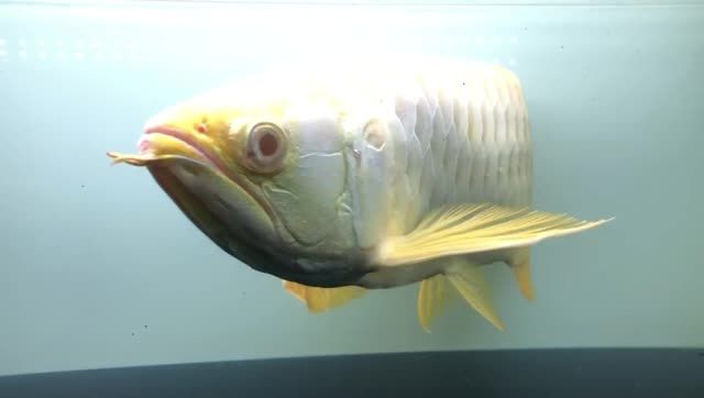 55cm白子金龍魚(yú)（鎮(zhèn)店之寶）：55cm白子金龍魚(yú)（鎮(zhèn)店之寶）（鎮(zhèn)店之寶） 金龍魚(yú)