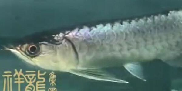 圖騰金龍魚：圖騰金龍魚是一種具有獨(dú)特外觀和寓意的觀賞魚