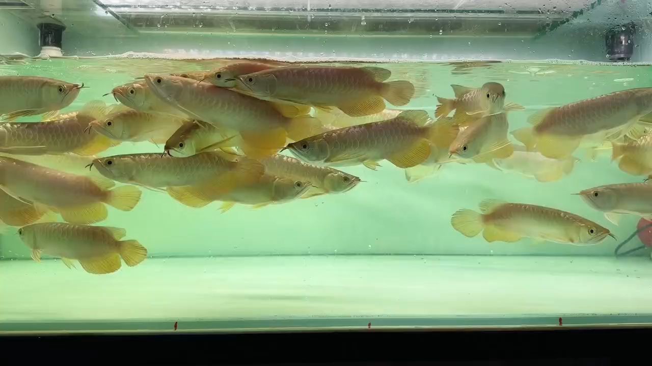 一整缸金龍魚(yú)批發(fā)打包：一整缸金龍魚(yú)批發(fā)交易