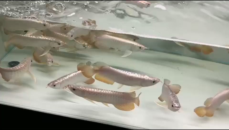 祥龍魚場金頭過背金龍魚：祥龍魚場所培育出的金頭過背金龍魚的特點以及養(yǎng)殖環(huán)境