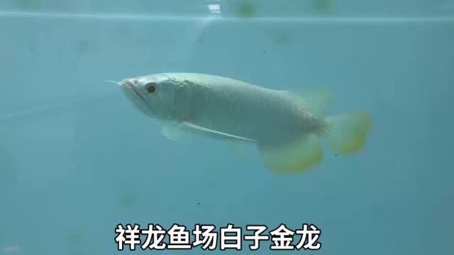 白子金龍魚視頻欣賞：白子金龍魚視頻欣賞目前產(chǎn)量并不多，目前產(chǎn)量并不多 金龍魚