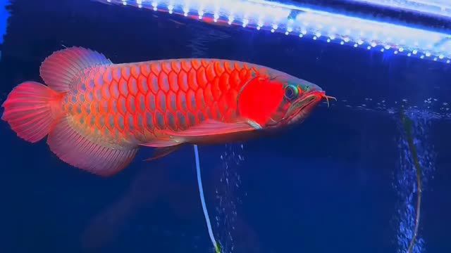 53CM左右超血大紅龍（紅尾金龍魚(yú)）#超血紅龍魚(yú)：超血大紅龍魚(yú)(紅尾金龍魚(yú))