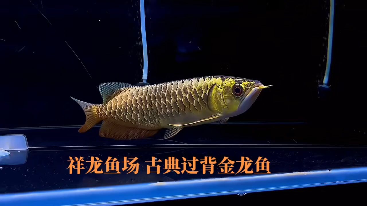 祥龍魚場(chǎng)古典過背金龍魚：古典過背金龍魚 金龍魚