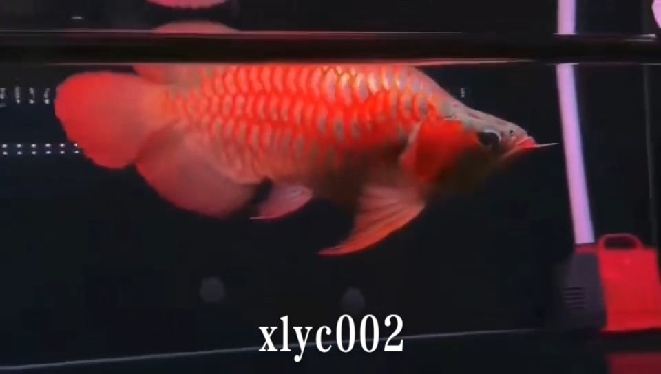 45CM大福龍紅龍：45cm大福龍紅龍，一種體型怪異且珍貴的龍魚(yú)品種