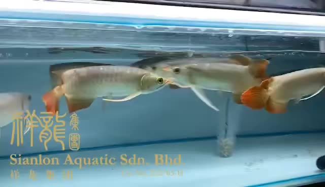 印尼小紅龍到貨啦，量大批發(fā)：印尼小紅龍到貨啦 紅龍魚