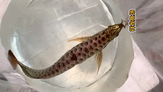 漂亮的古典過背金龍魚：古典風格的金龍魚