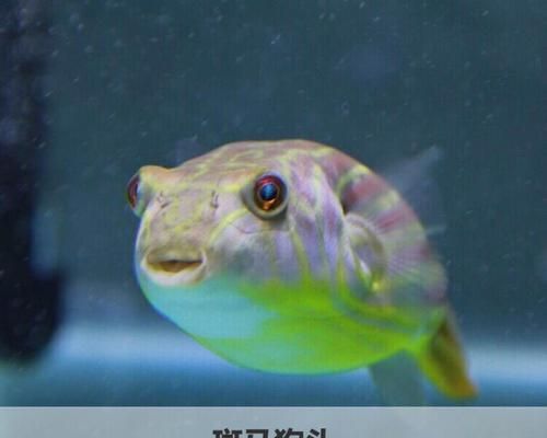 龍魚生長速度慢怎么辦：龍魚生長緩慢怎么辦？ 水族問答 第2張