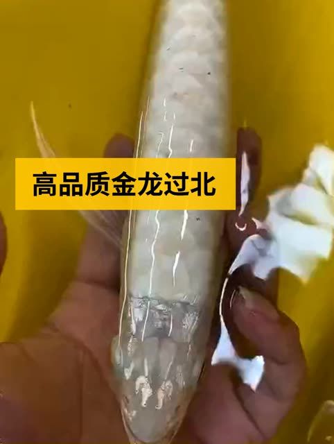 高品級過背金龍魚：高品品級過背金龍魚