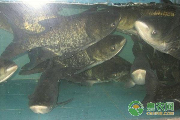 龍魚十幾天不吃東西會死嗎：龍魚在十幾天內不吃東西會不會餓死 水族問答 第1張