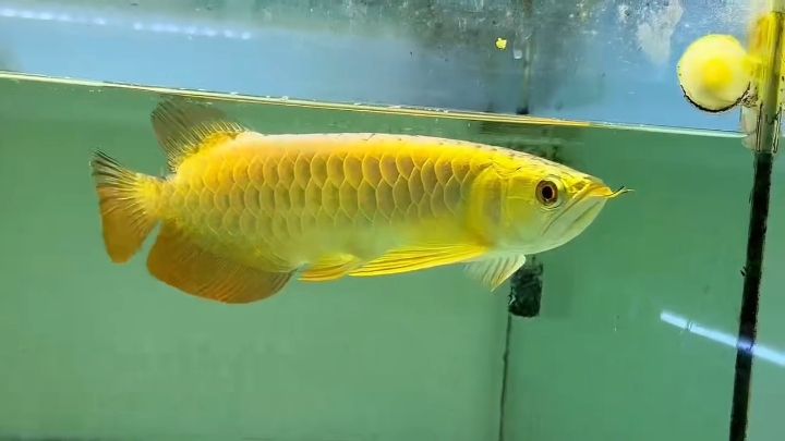 28CM炮彈頭金頭過(guò)背金龍魚(yú)（金禾品牌金龍魚(yú)）：28cm炮彈頭金頭過(guò)背金龍魚(yú)