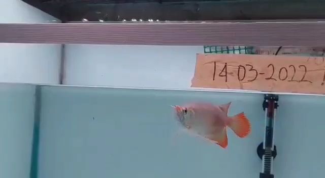 印尼魚場(chǎng)自選紅龍福龍魚：印尼自選紅龍福龍魚