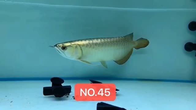 高端藍底過背金龍魚藍珀金龍魚20200831：20200831高端藍底過背金龍魚20200831