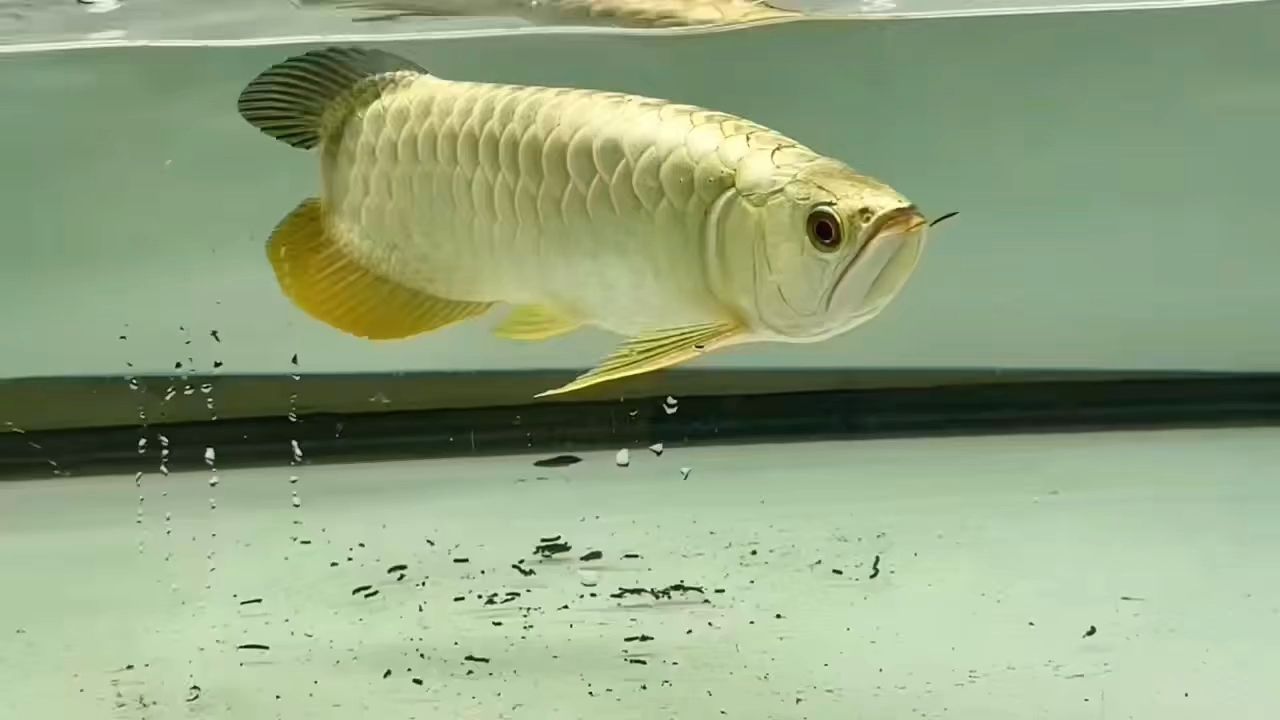 賽級金條金頭過背金龍魚：賽級金條與金頭過背金龍魚