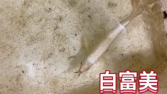 白富美賽級(jí)金龍魚：白富美賽級(jí)金龍魚是一種在外觀和品質(zhì)上均達(dá)到一定標(biāo)準(zhǔn)的觀賞魚