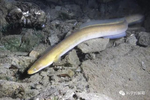 龍魚食量多少克：成年龍魚食量需根據(jù)個體大小、年齡及健康狀況等因素調(diào)整 水族問答 第1張