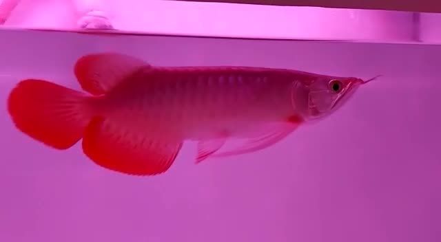 30CM大湖紅龍魚，漂亮到你521無女友：30cm大湖紅龍魚，漂亮到你521