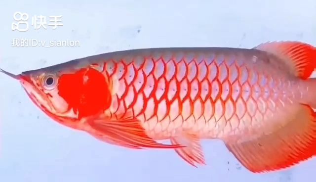 三只白玉紅龍魚(yú)欣賞：三只白玉紅龍魚(yú)