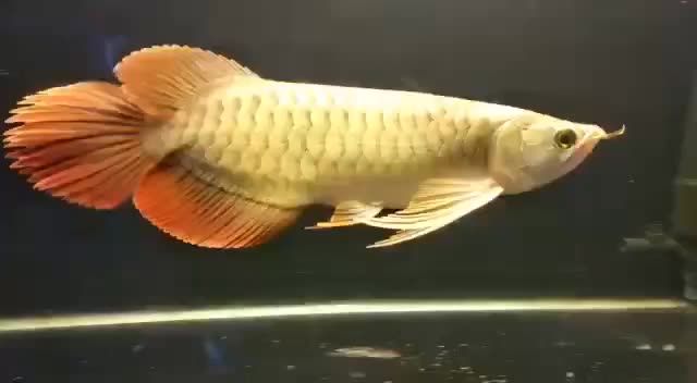 芭蕉扇尾牛逼紅龍魚：美麗的芭蕉扇尾牛逼紅龍魚