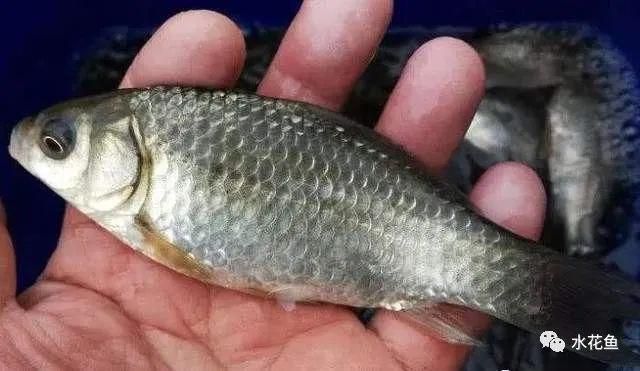 龍魚(yú)食量小吃食不兇猛：如何控制龍魚(yú)的食性，使其既能保持健康又不過(guò)于兇猛 水族問(wèn)答 第1張