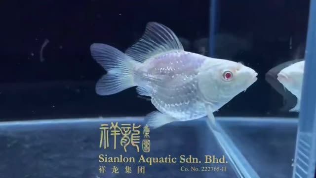 紅眼蝴蝶鯉魚：紅眼蝴蝶鯉魚是一種獨特的魚類